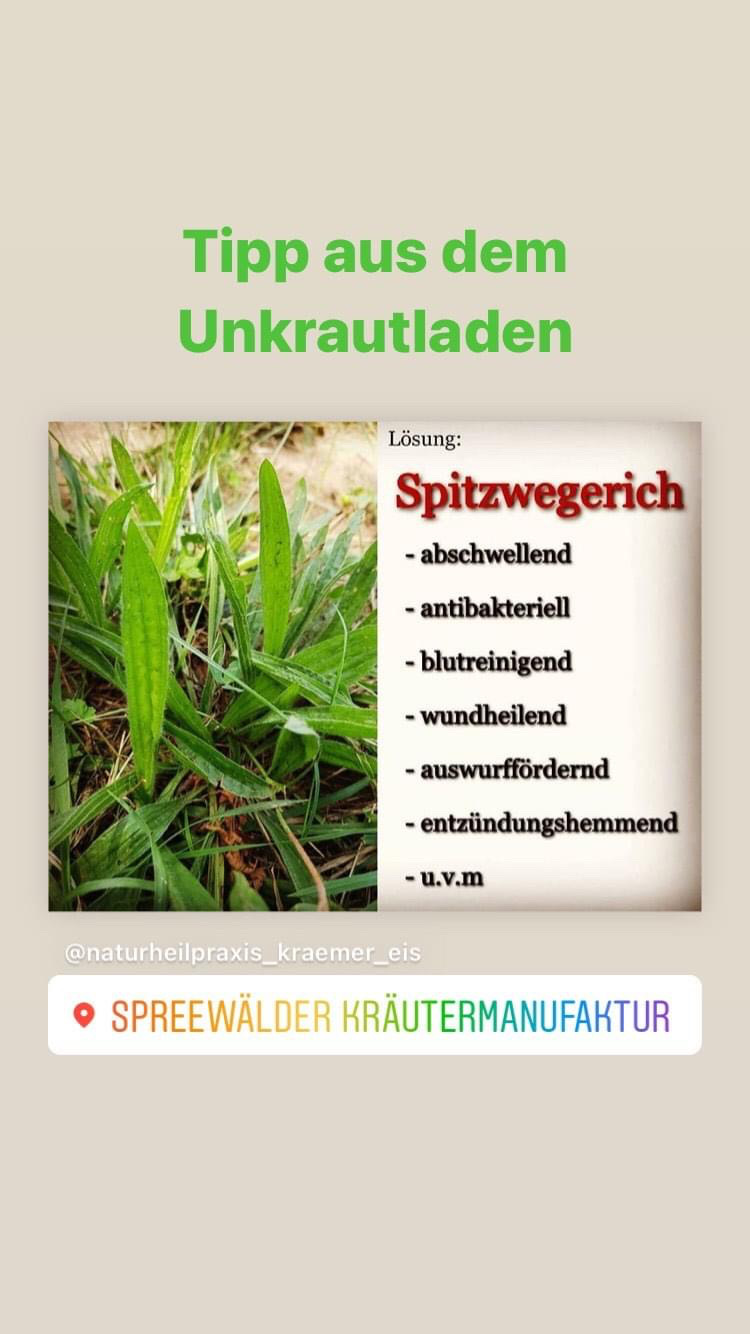 Spitzwegerich