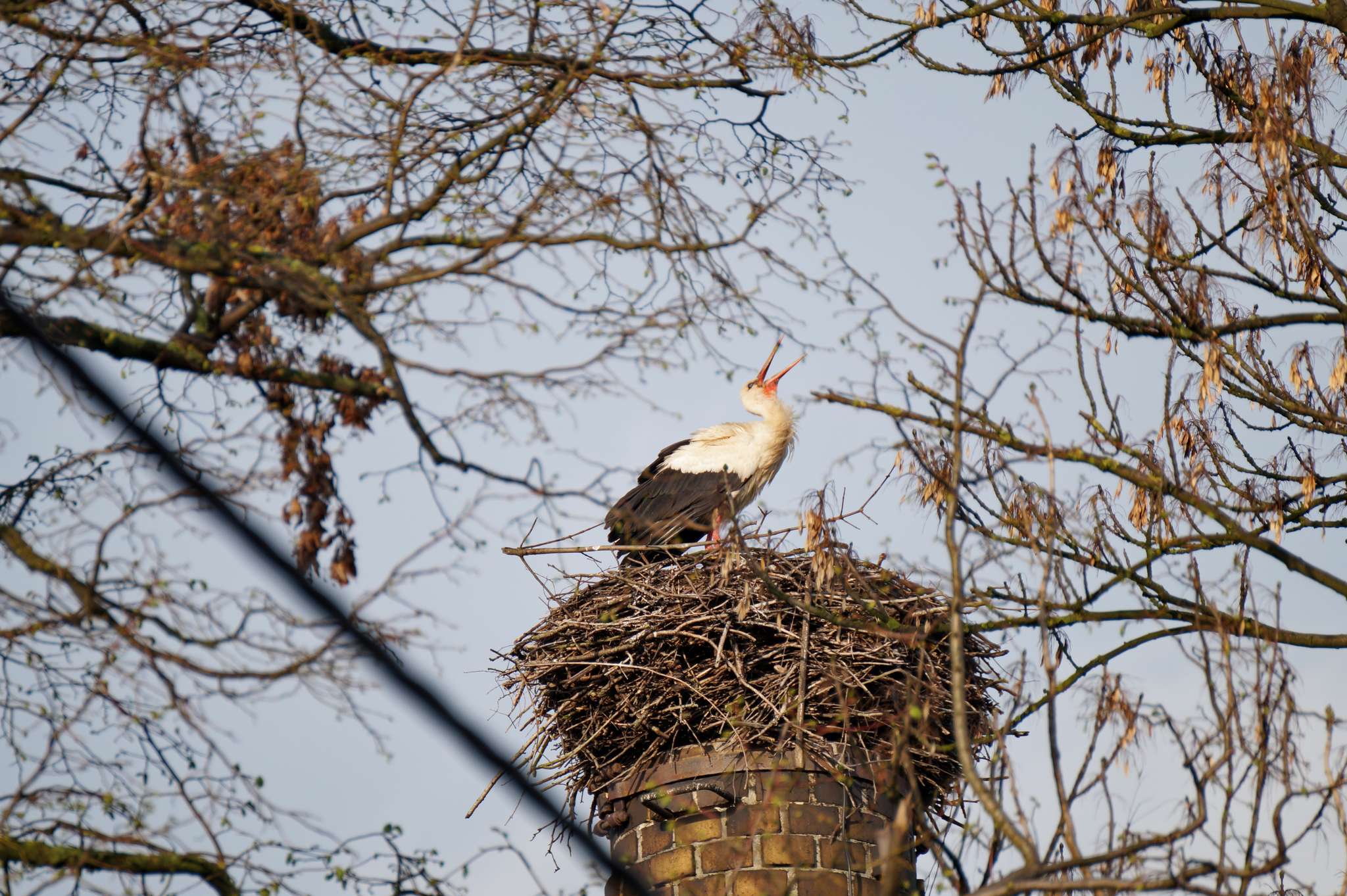 Unser Storch vom Kräuterhotel