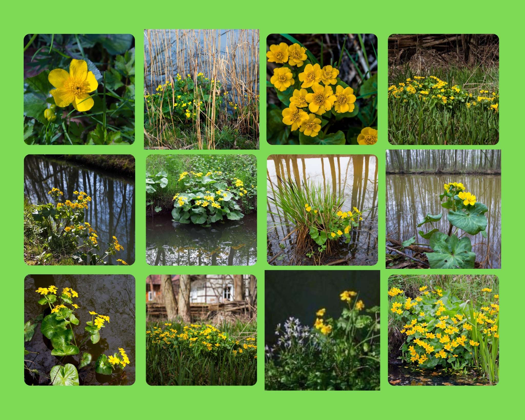 Sumpfdotterblume im Spreewald