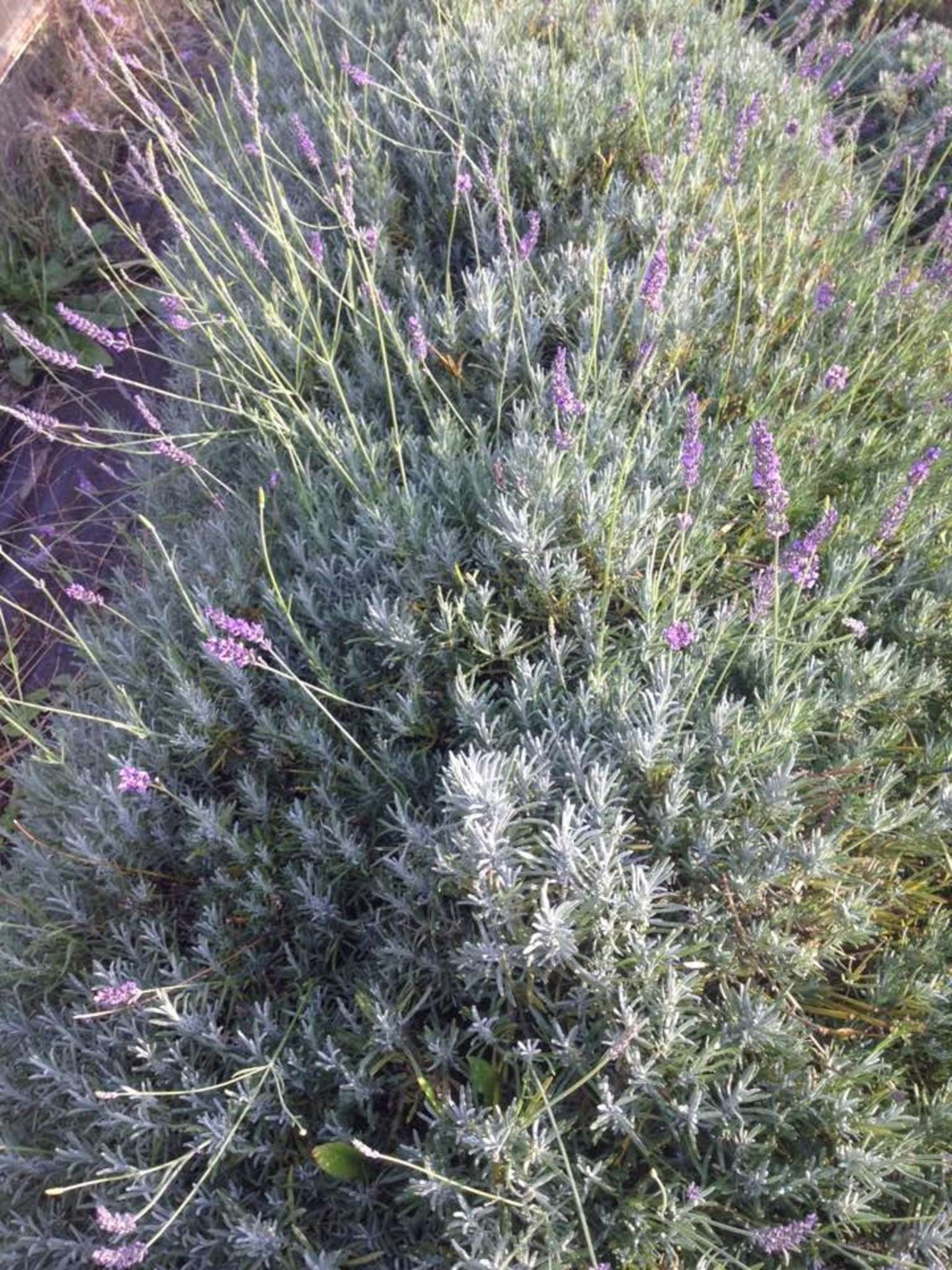 Lavendel unsere Heilpflanze im Spreewald