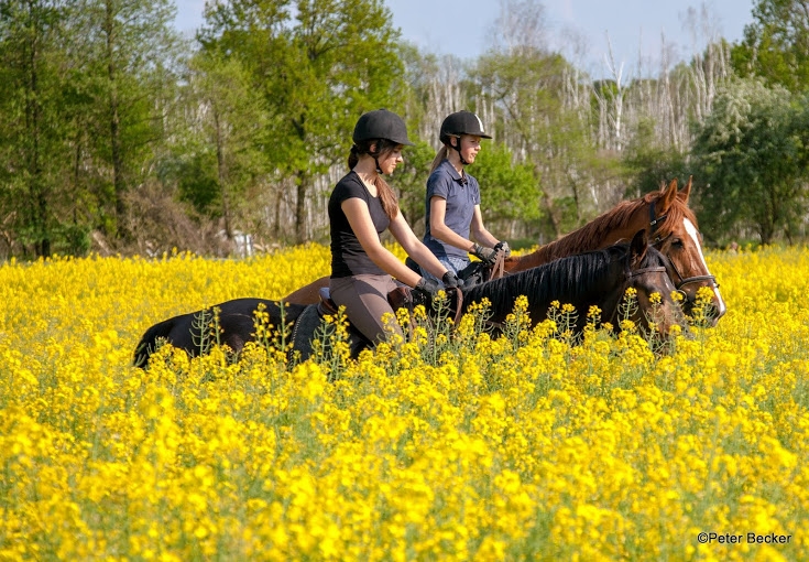 Reiten im Spreewald