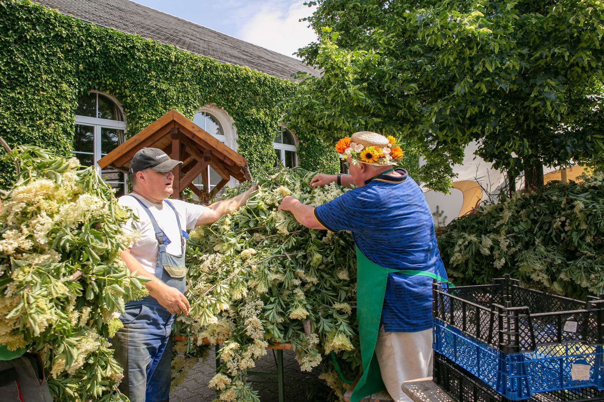 Holunderblüten Ernte im Spreewald