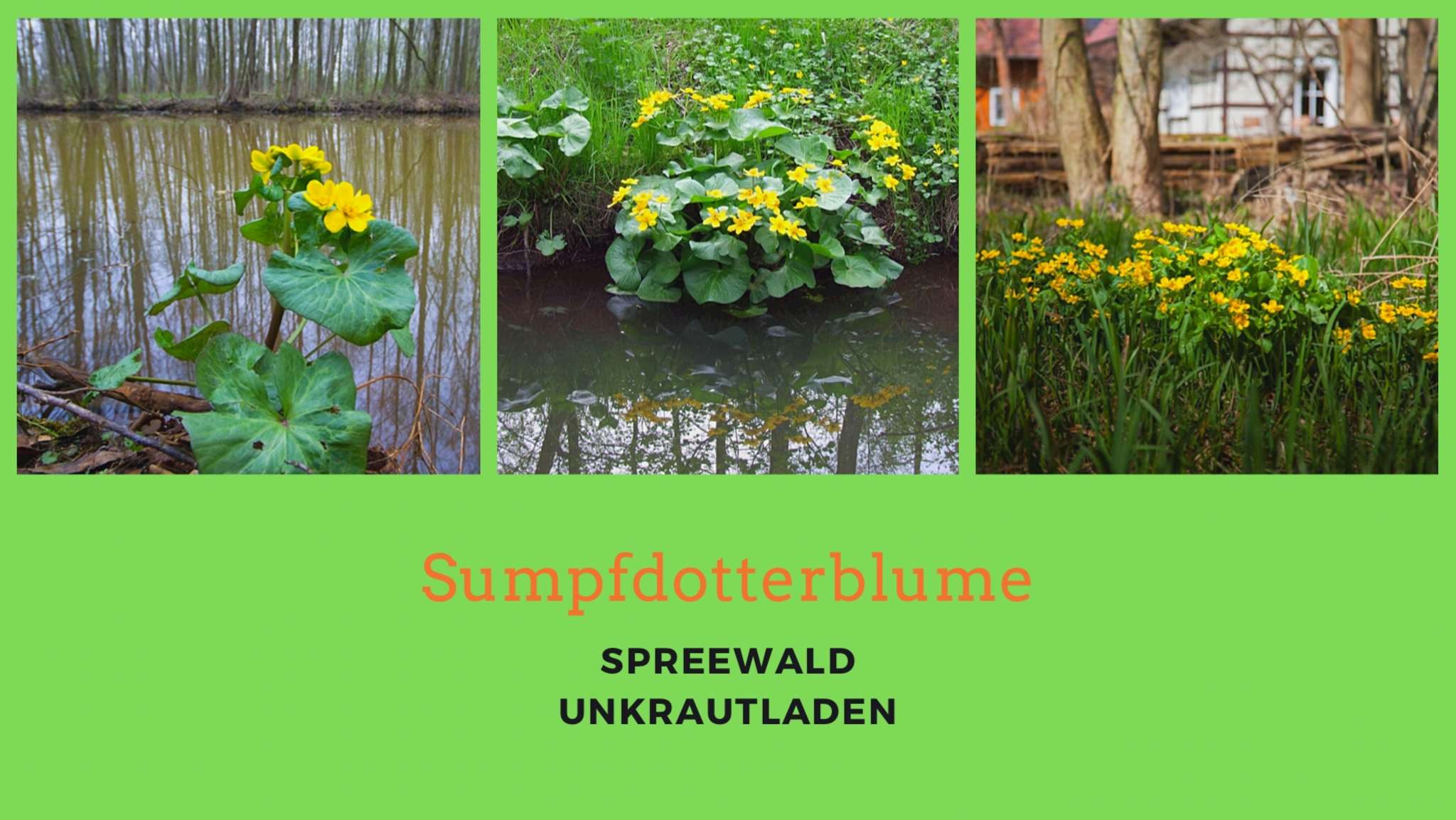 Frühling mit Sumpfdotterblumen