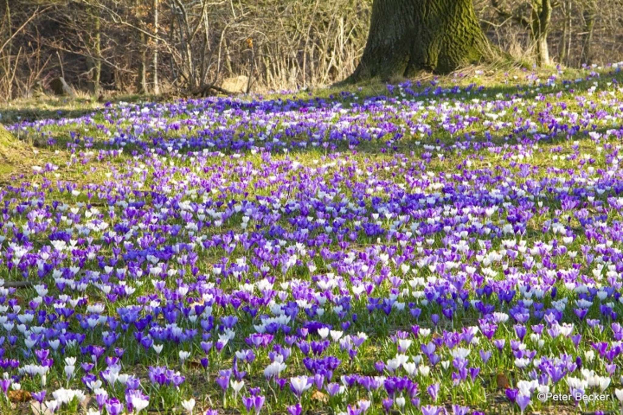 Krokusse im Spreewald