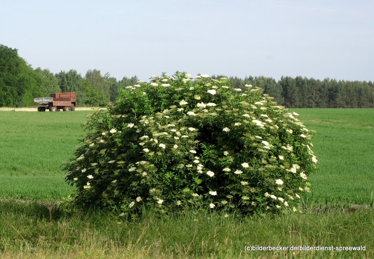 Holunderblüten - Tee - Sirup im Spreewald entdecken