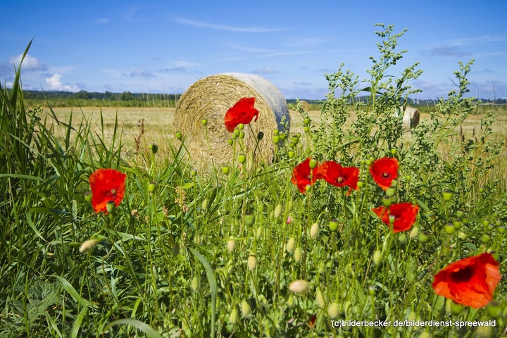 Der Blumen-und Kräuterkoch vom Spreewald - Spaziergang