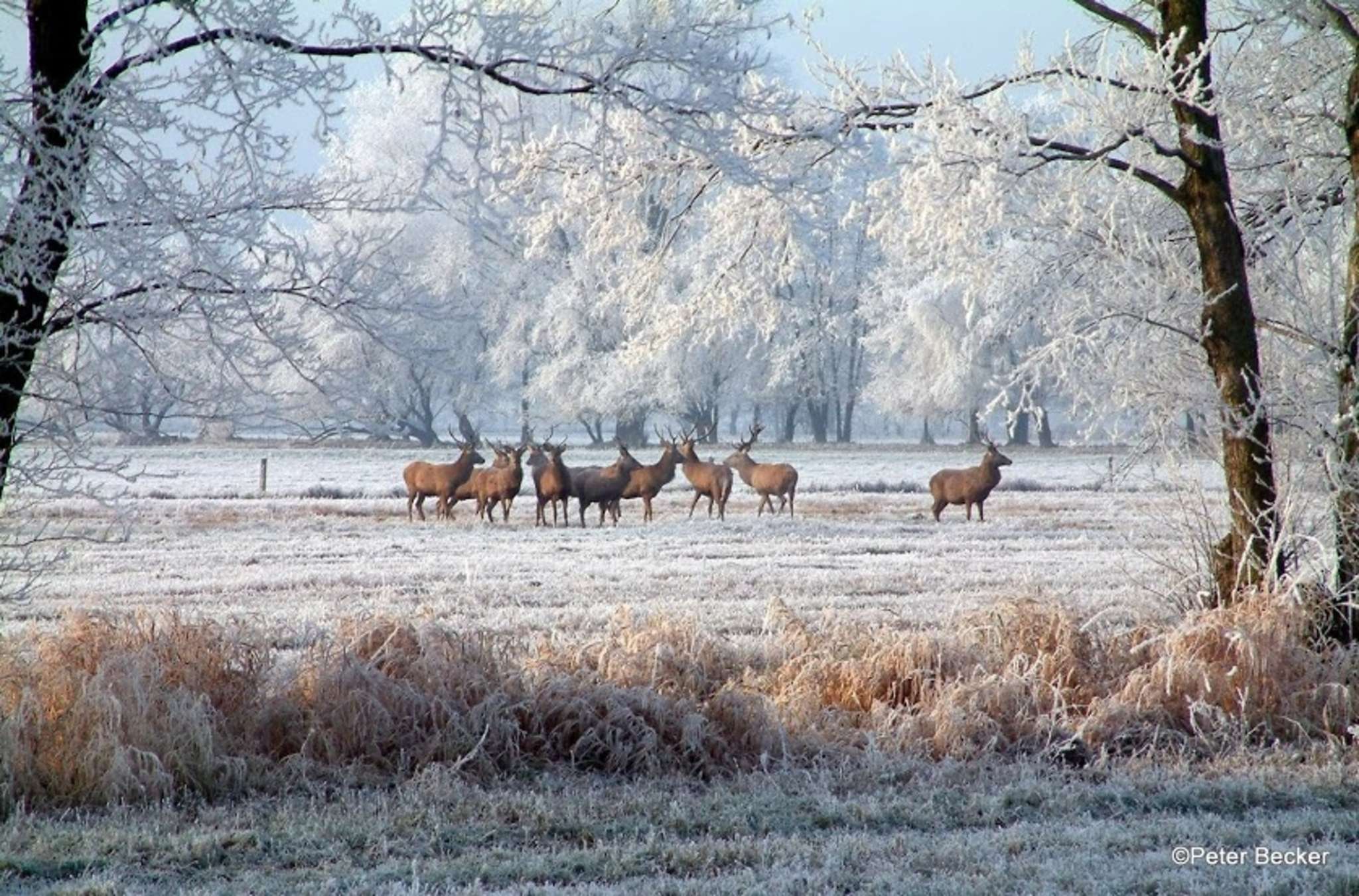 Winter im Spreewald