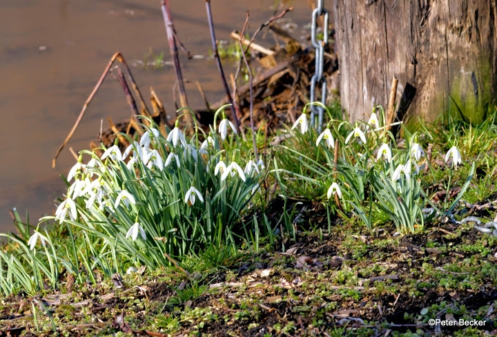 Schneeglöckchen im Spreewald