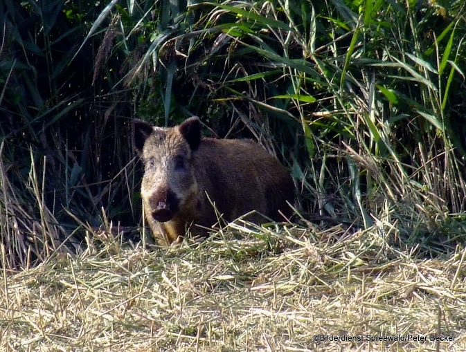 Hochsaison für Wild im Spreewald