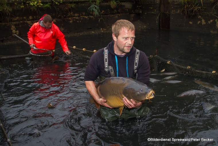 Warum ist Spreewaldfisch ein hochwertiges Lebensmittel?