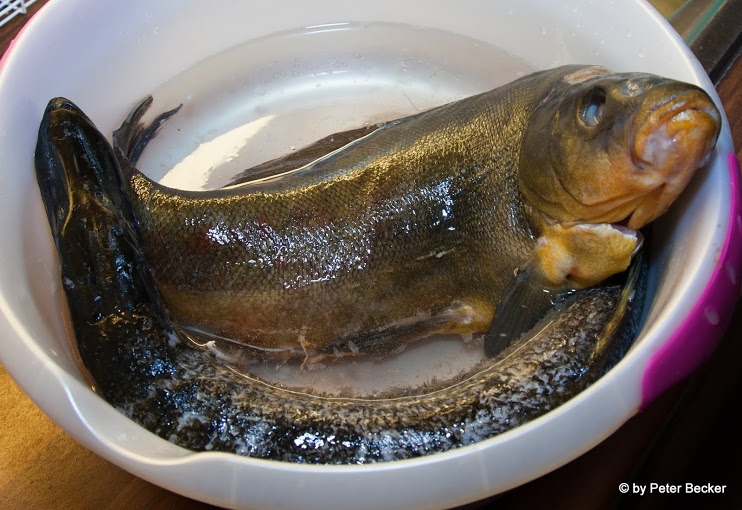 So erkennen Sie frische Spreewaldfische