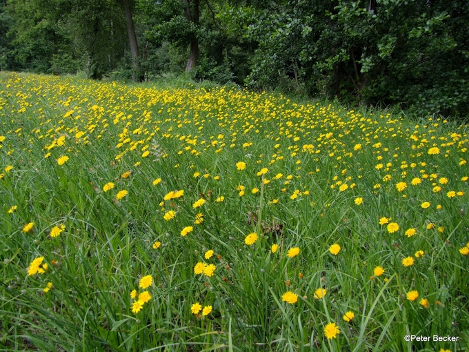 Wildkräuter intensiver im Geschmack?