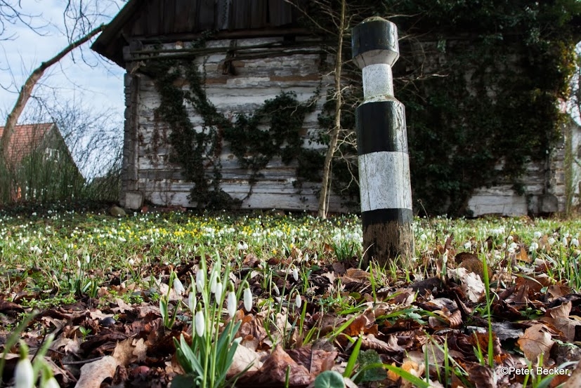 Wilkräuterspaziergang 23.3.2016