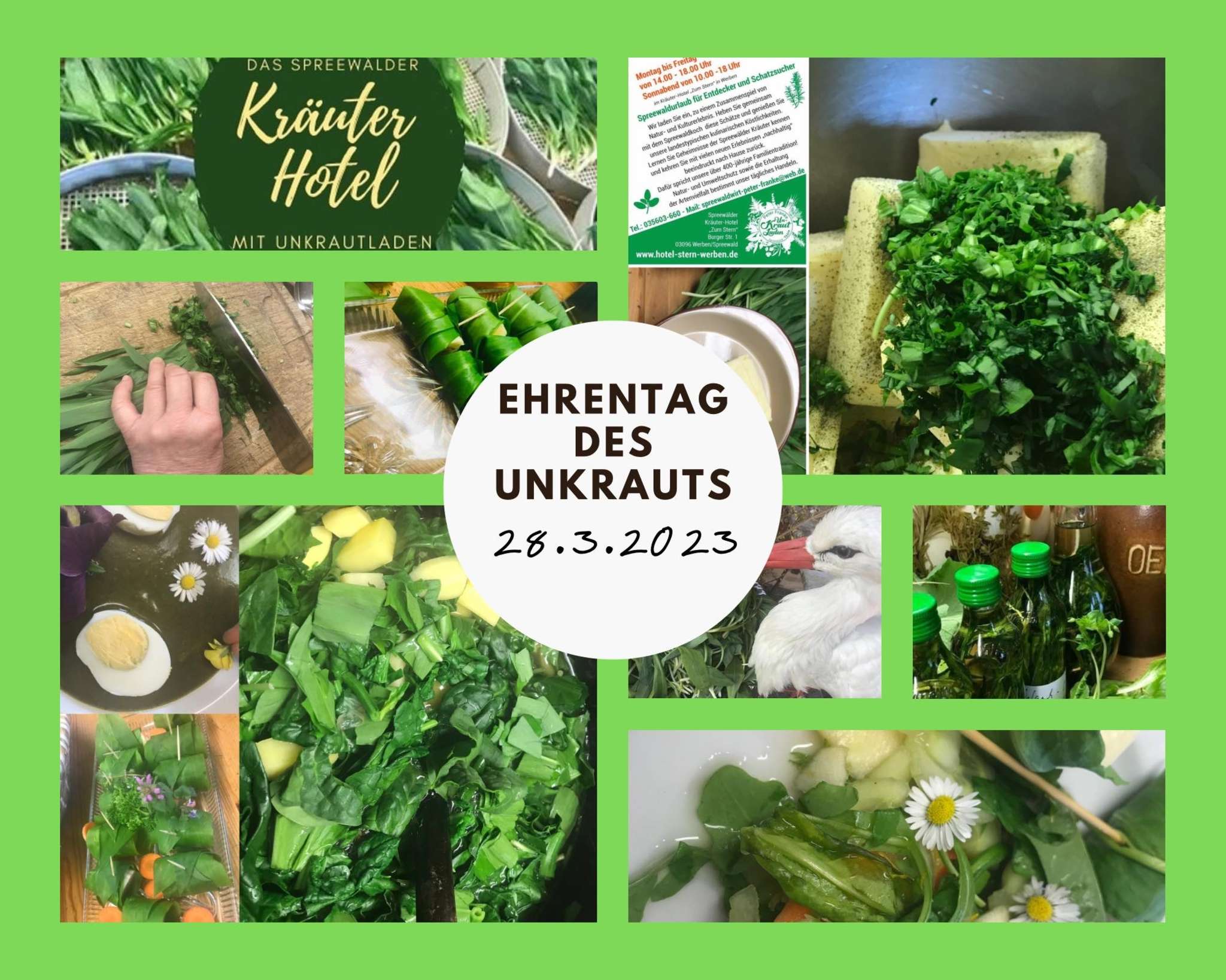 Ehrentag des Unkrauts - Hauptrolle Giersch