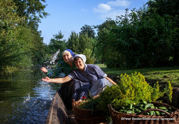 Gurke - Markenzeichen im Spreewald