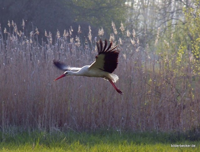 Erste Störche im Spreewald angekommen