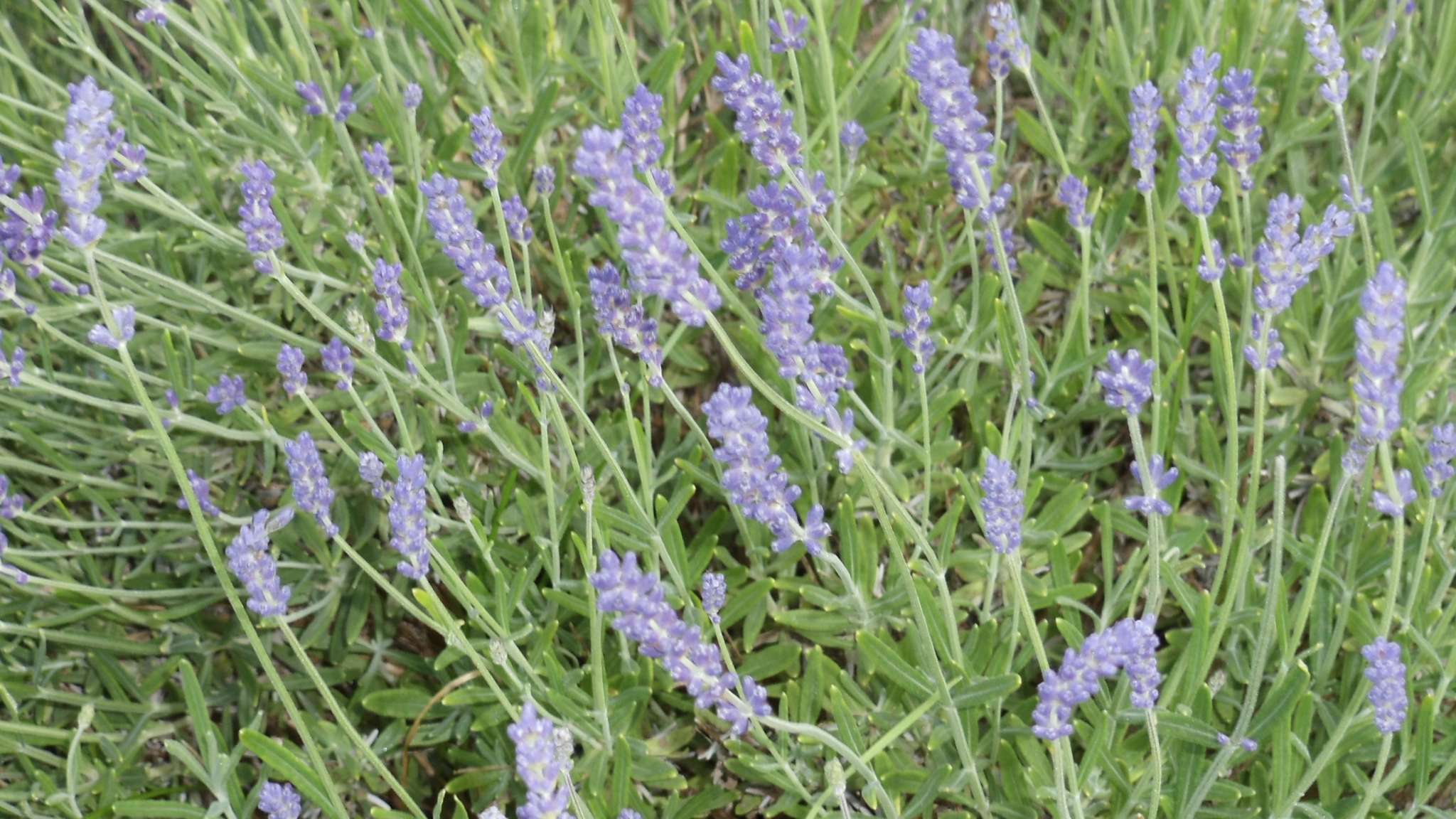 Tipp zu Kräuterbäder mit Lavendel im Spreewald