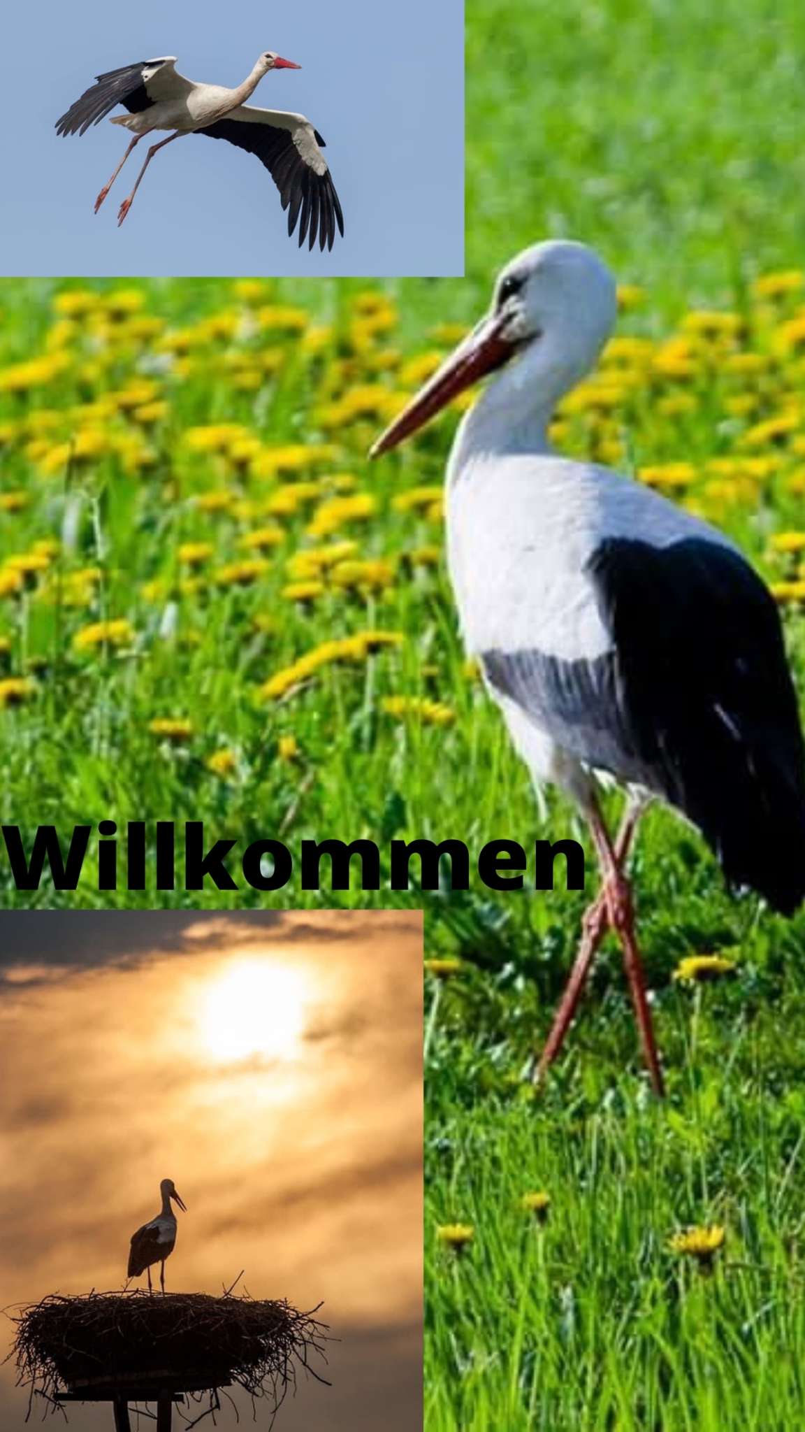 Storch Bernd ist wieder da!