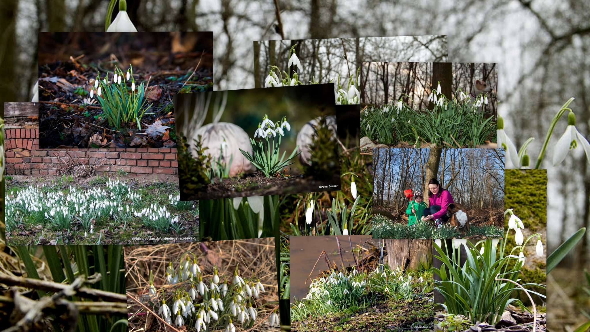 Vorboten vom Frühling