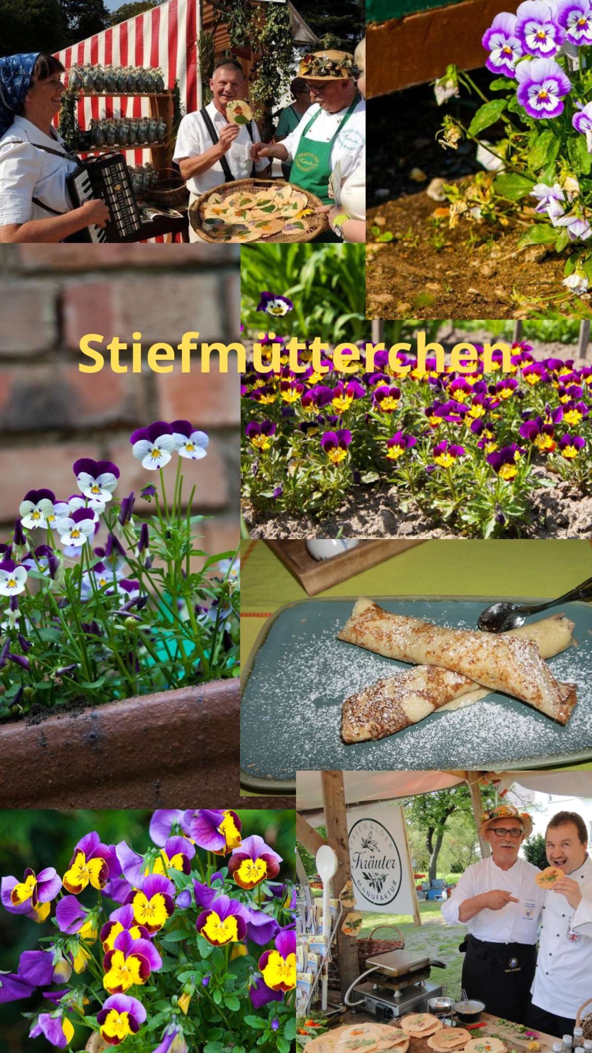 Stiefmütterchen in der Blütenküche