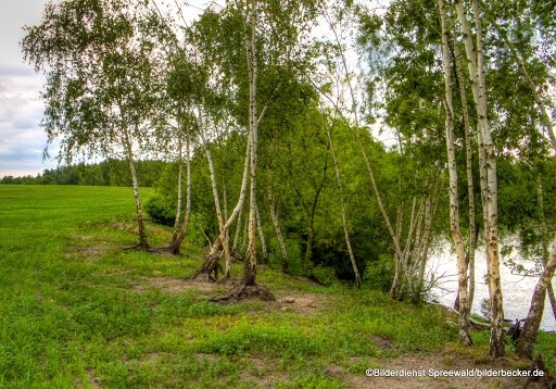 Jetzt geht es an die Birke im Spreewald ran!