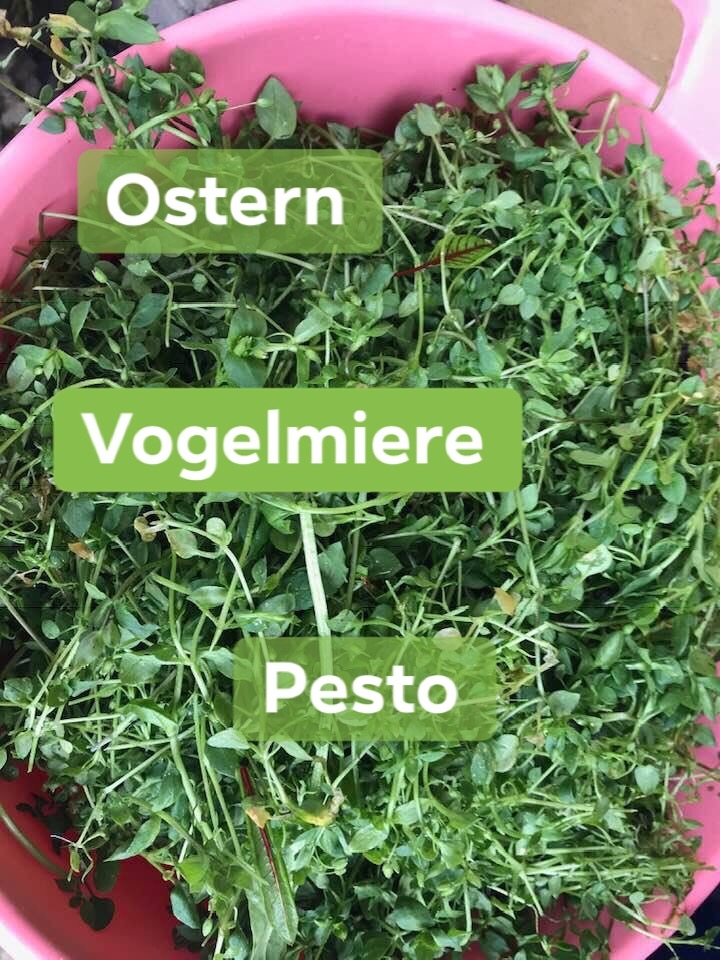 Schmeckt Vogelmiere - Pesto ?