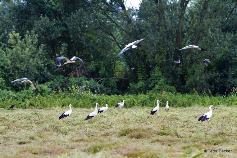 Störche im Spreewald