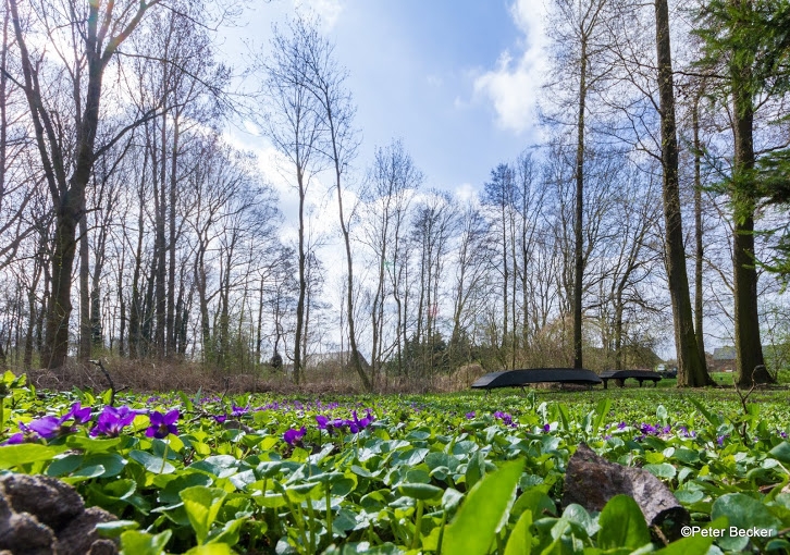 Der Frühling der Wildkräuter und Blüten