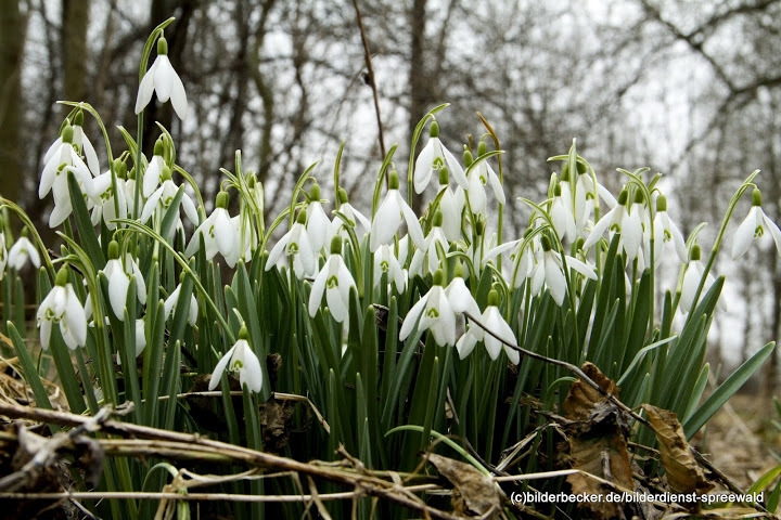 Schneeglöckchen im Februar