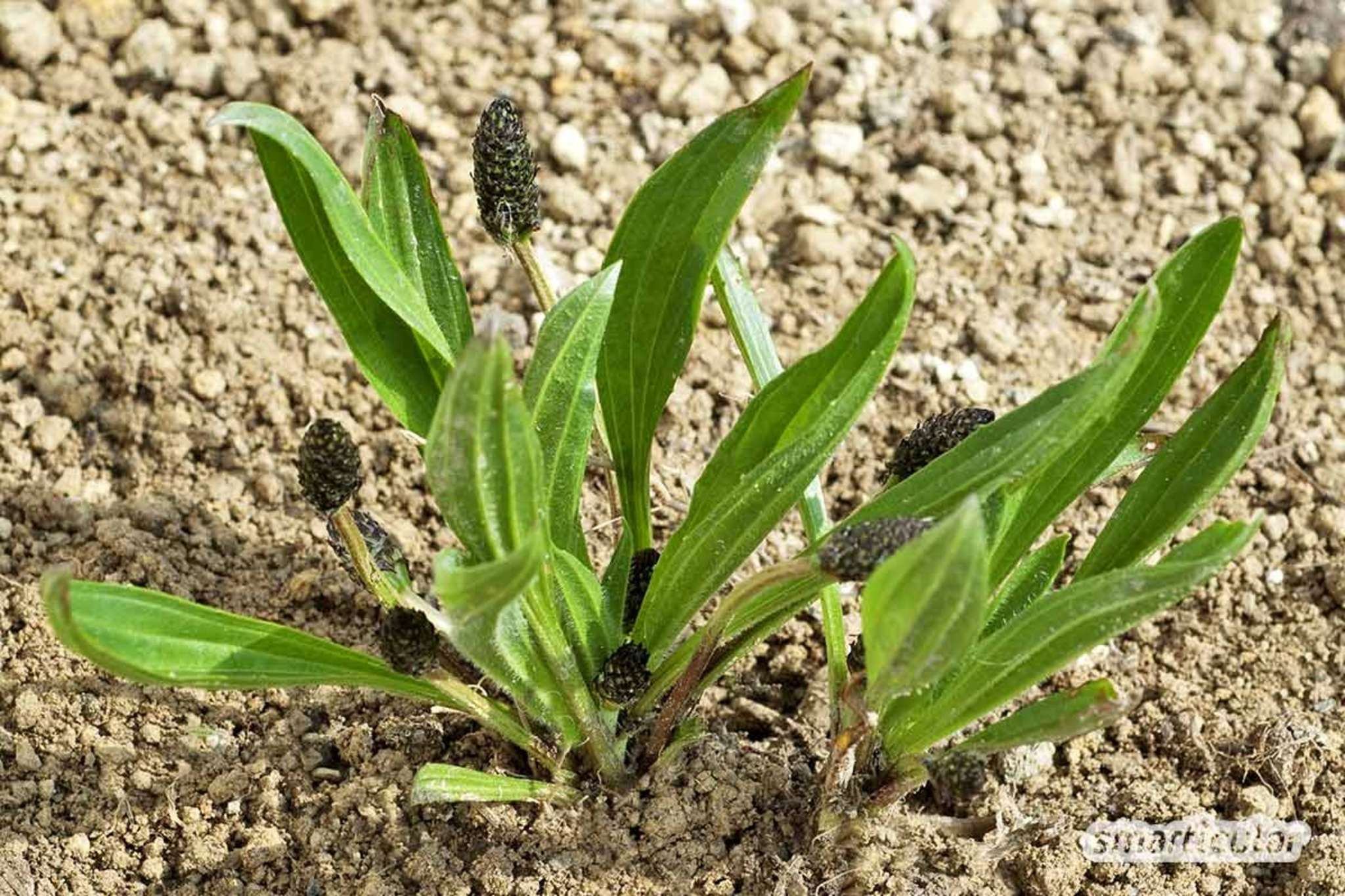 Spitzwegerich mein Heilmittel