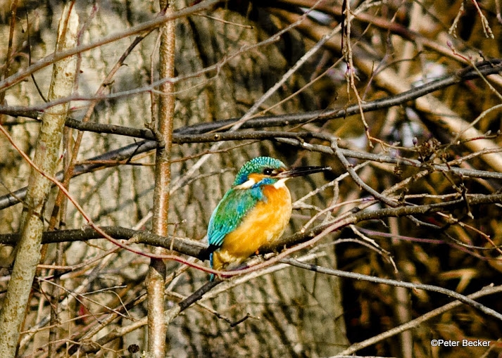 Eisvogel im Spreewald