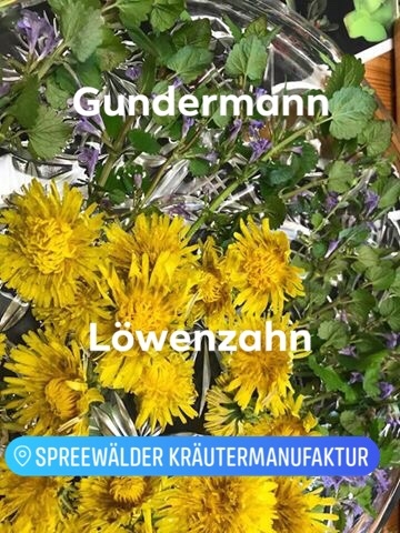 Entdecke Löwenzahn & Gundermann