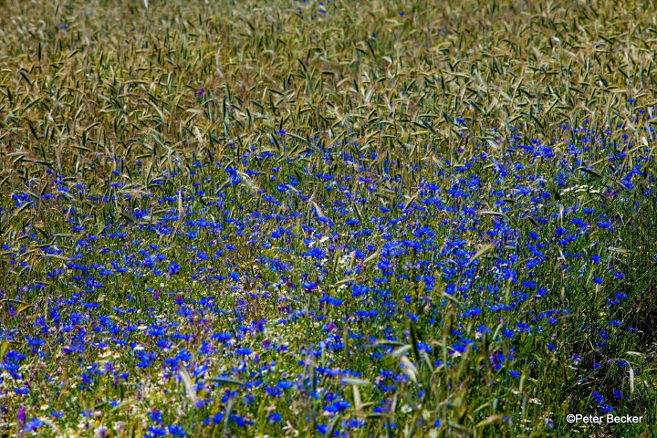 Kornblumen im Spreewald entdecken