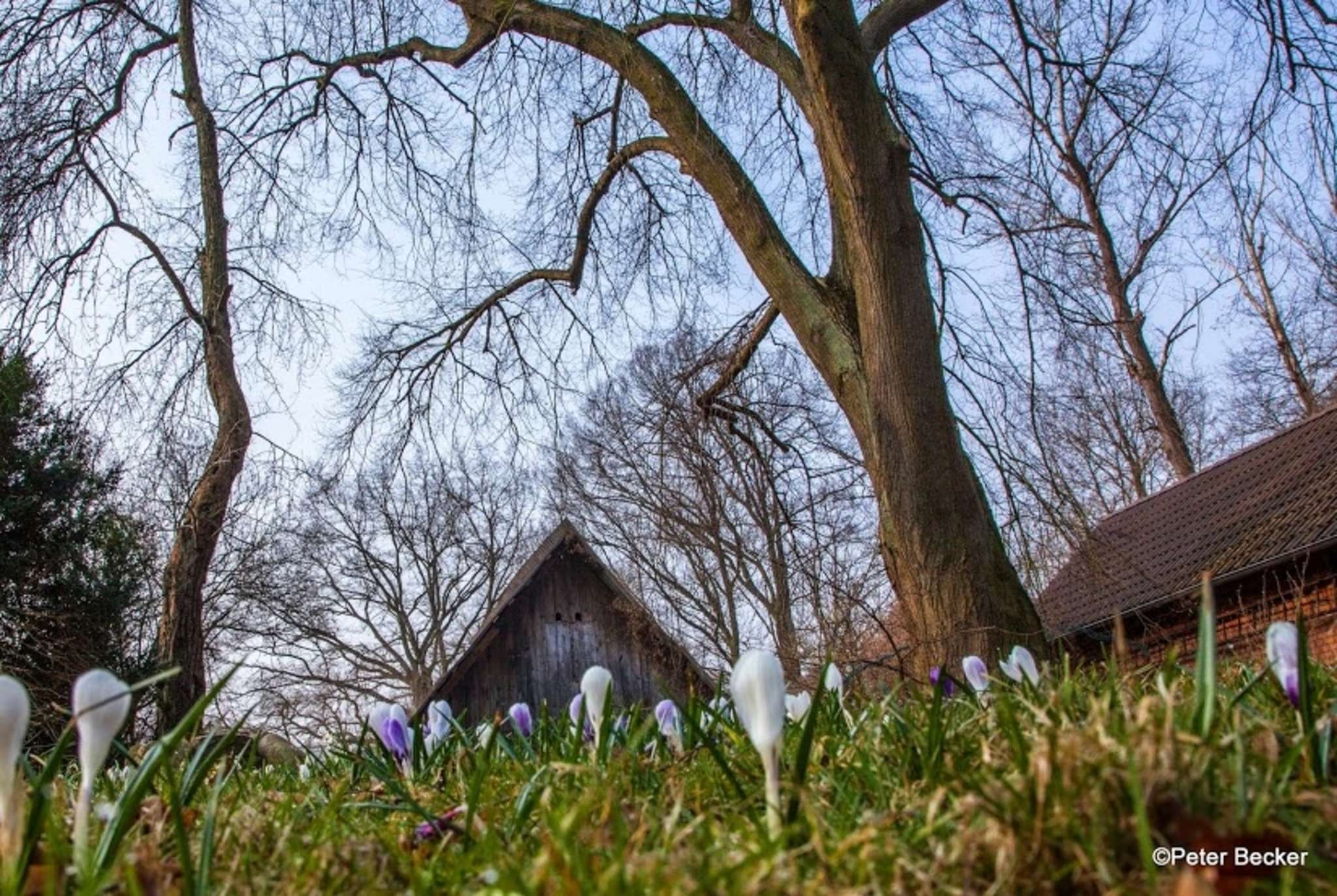 Der Frühling der Wildkräuter und Blüten im Spreewald