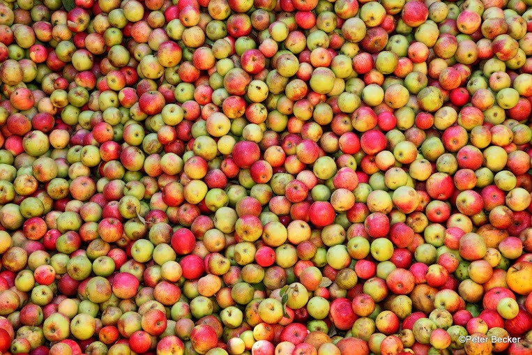 Apfel mit Schale essen?