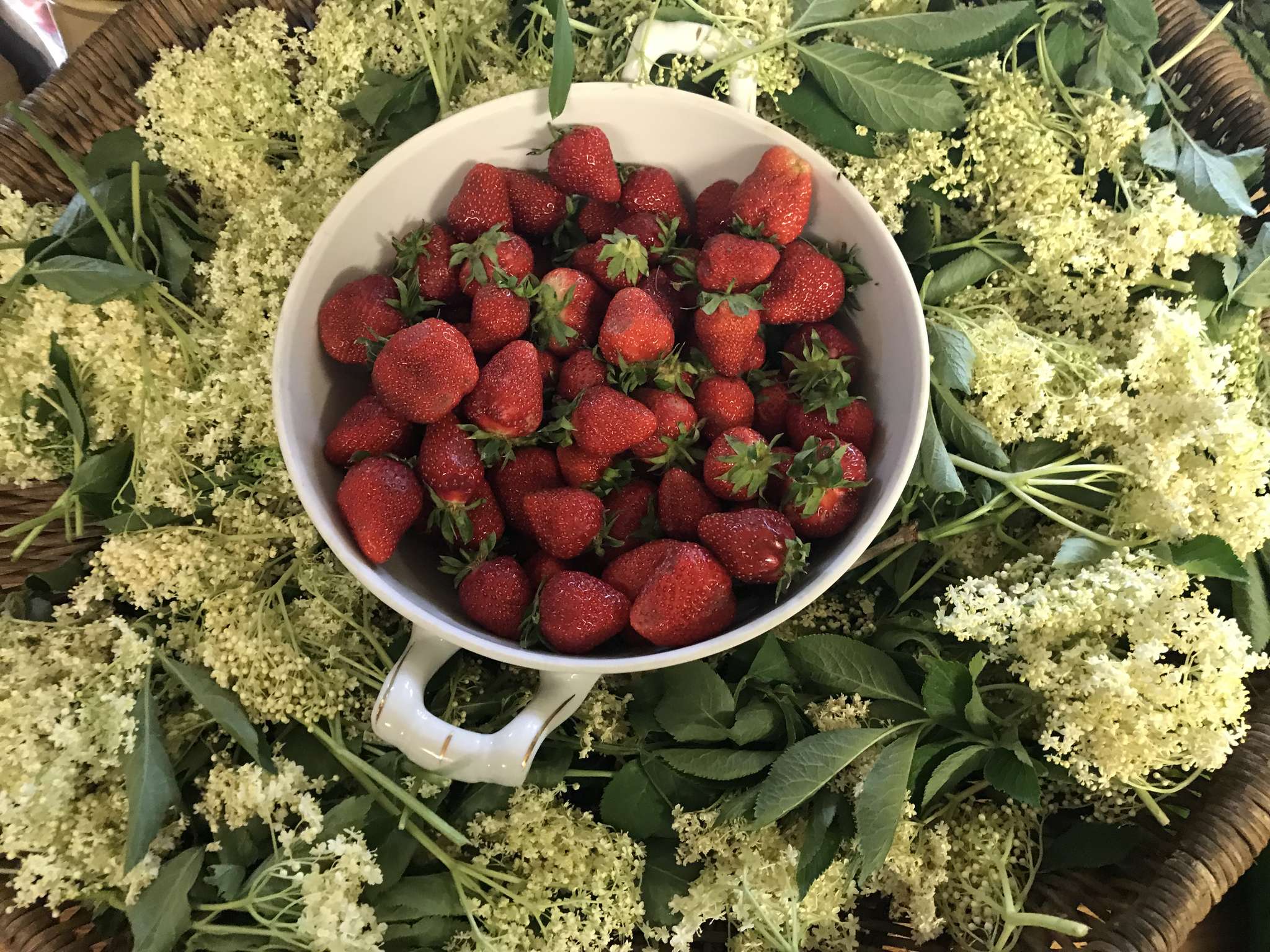 Jetzt Holunderblüten & Erdbeeren