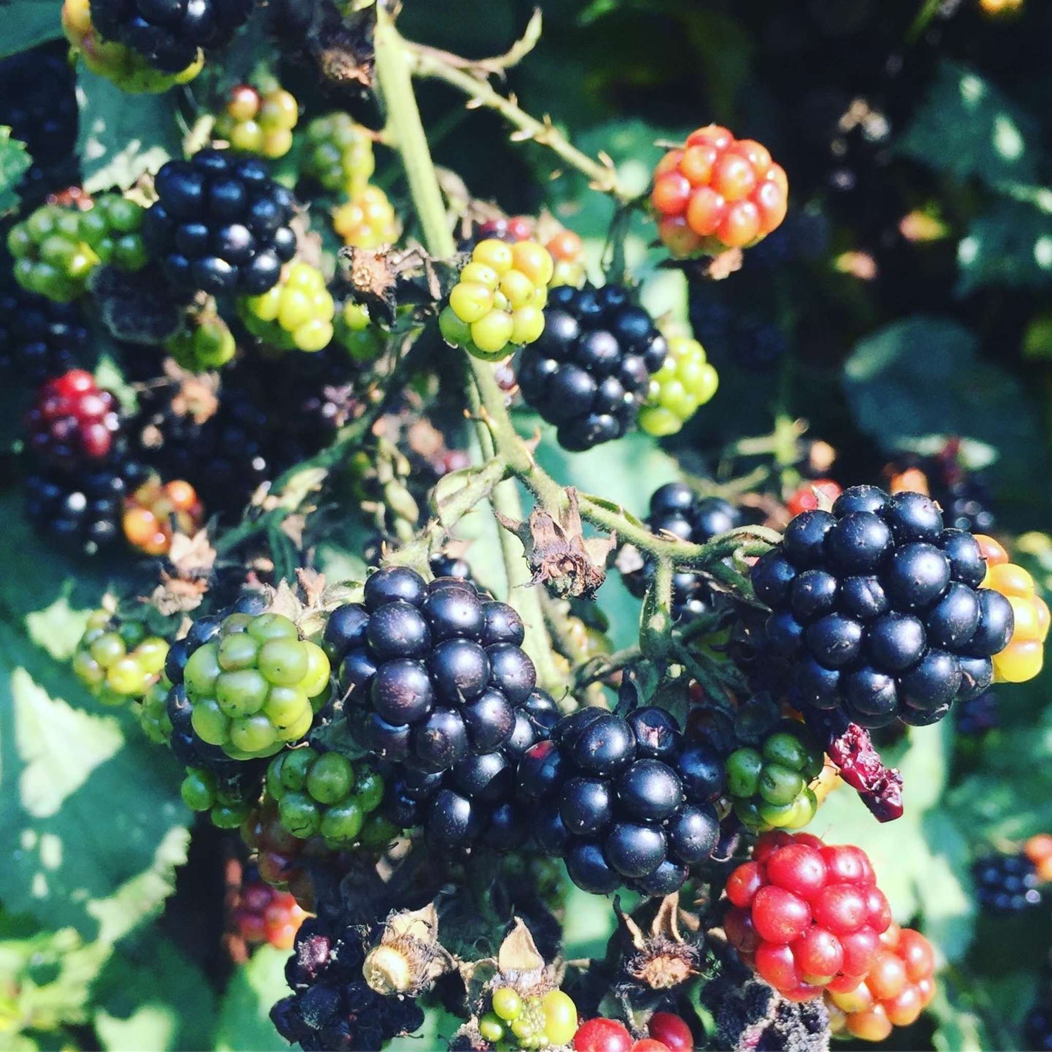 Brombeeren im Unkrautladen