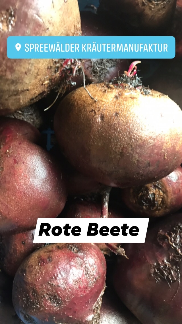 Rote Rübe erobert den Spreewald