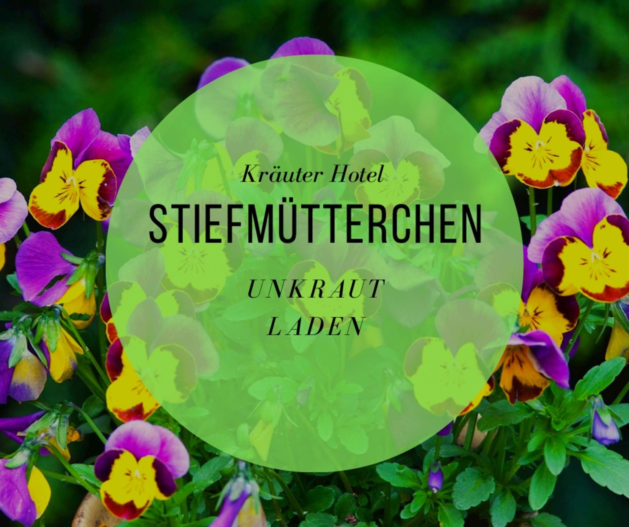 Stiefmütterchen beliebte Gartenblume!