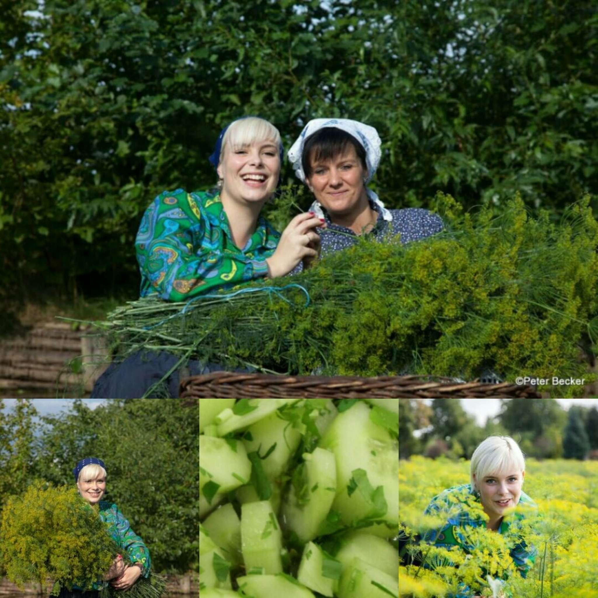 Gurkenernte im Spreewald