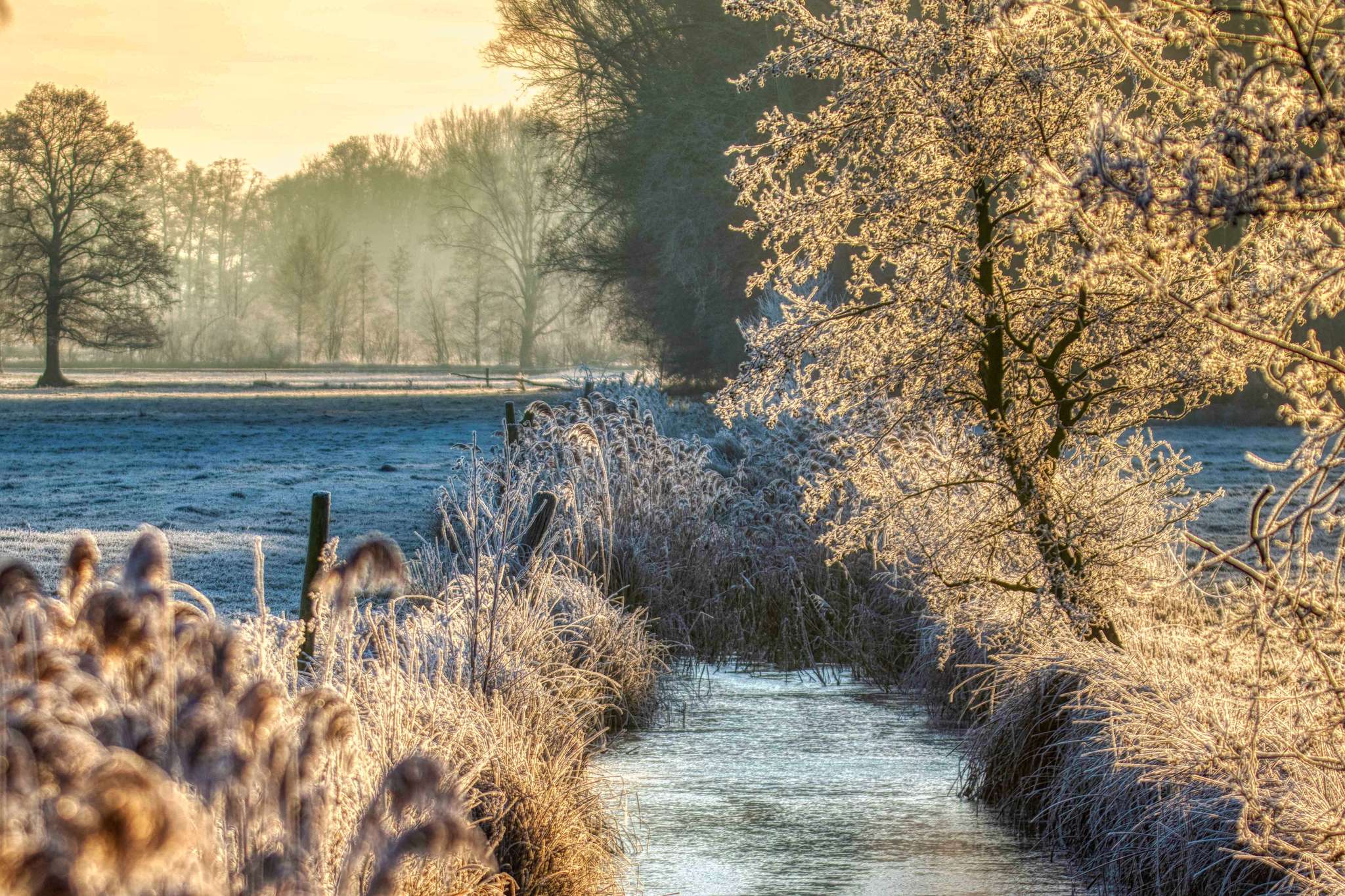 Samenstände im Schnee