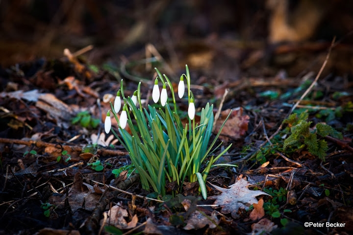 Schneeglöckchen im Spreewald