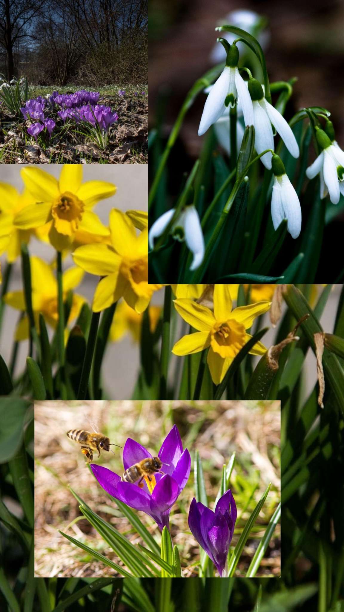 Blumen & Blüten kulinarisch