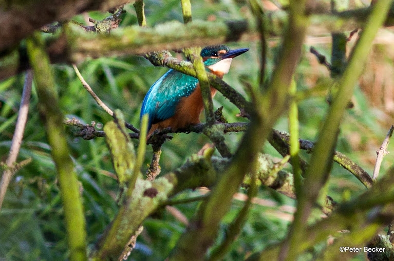 Eisvogel im Spreewald